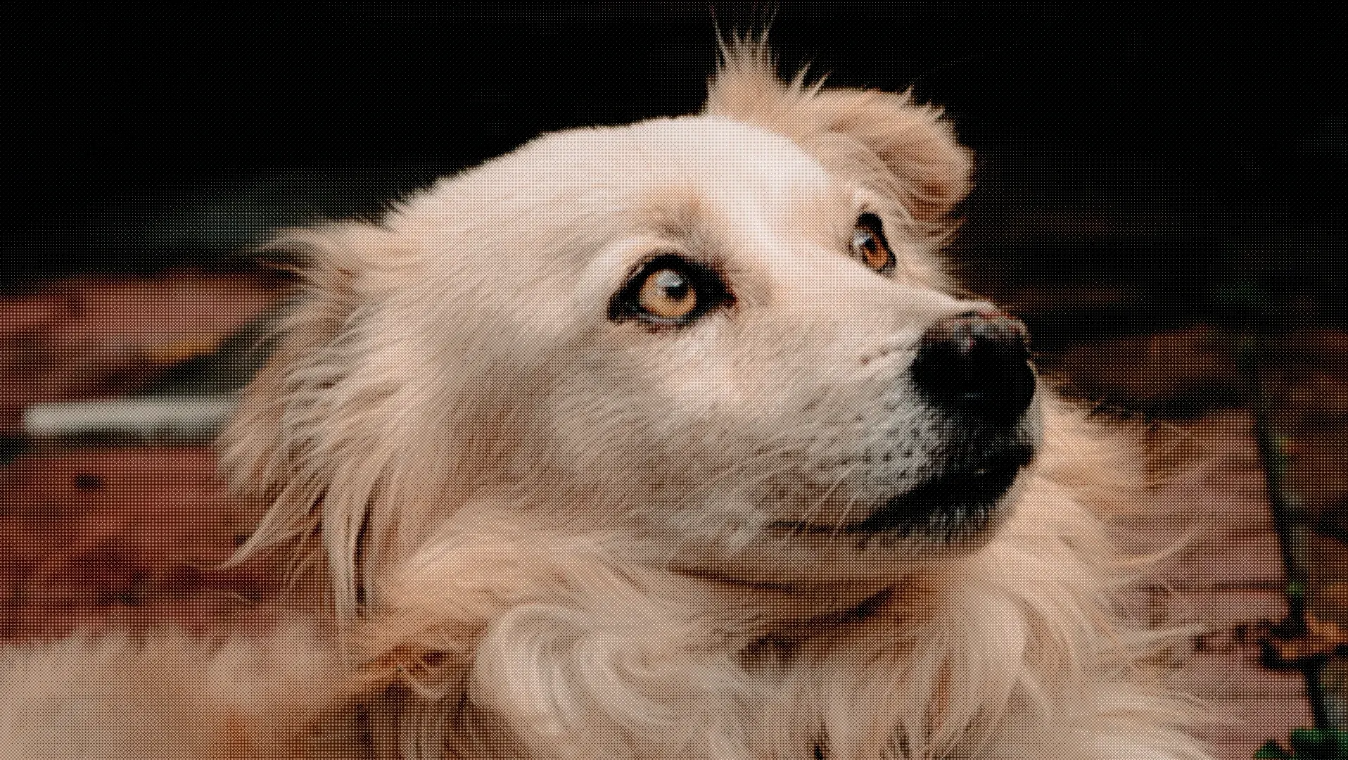 Dogs Natural Care
